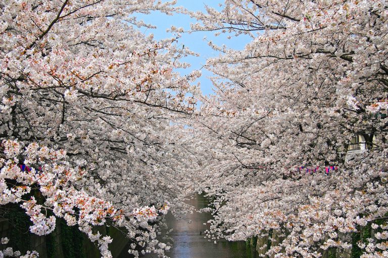目黒川の桜 東京とりっぷ