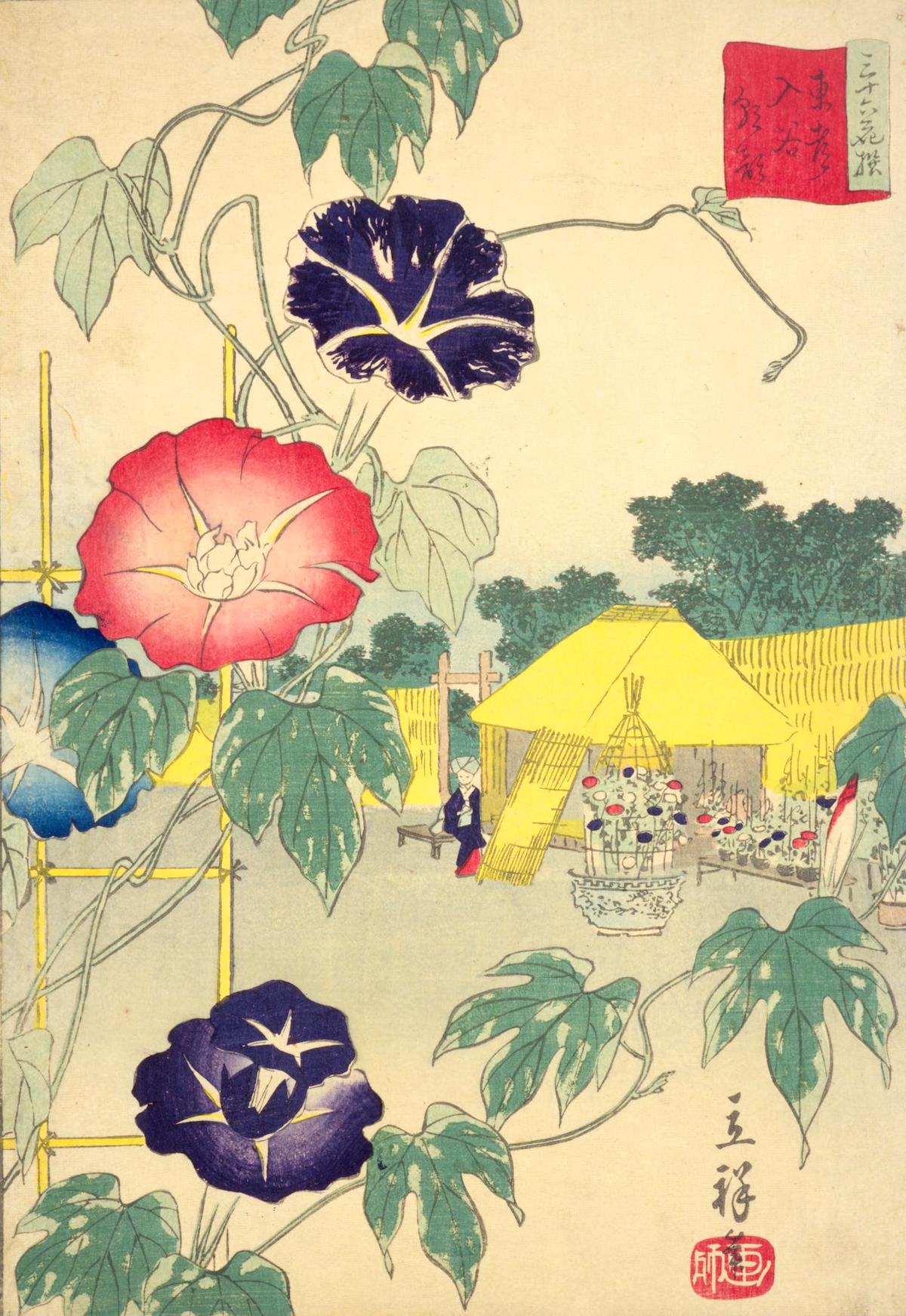 立祥作『三十六花撰』東都入谷朝顔