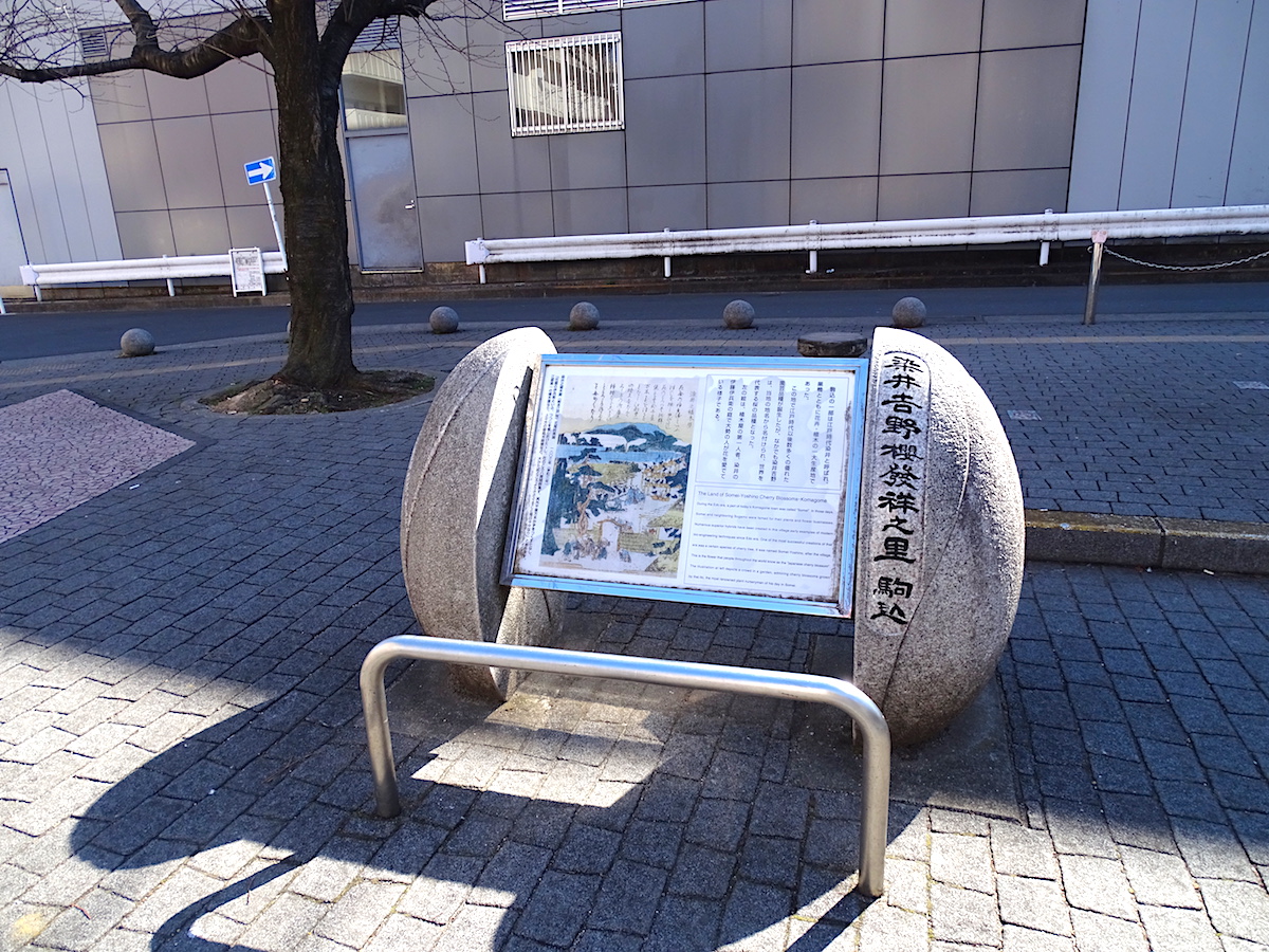 染井吉野桜記念公園