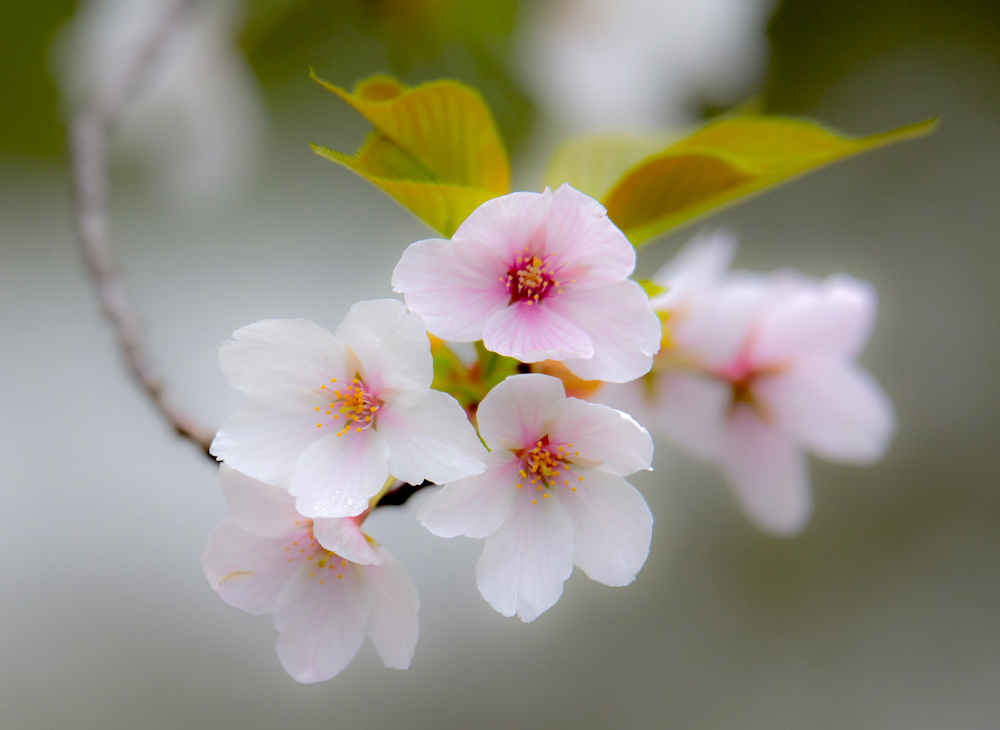 オオシマザクラ(大島桜)