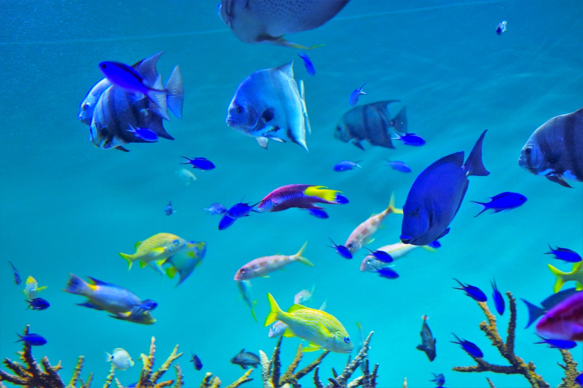 葛西臨海水族園