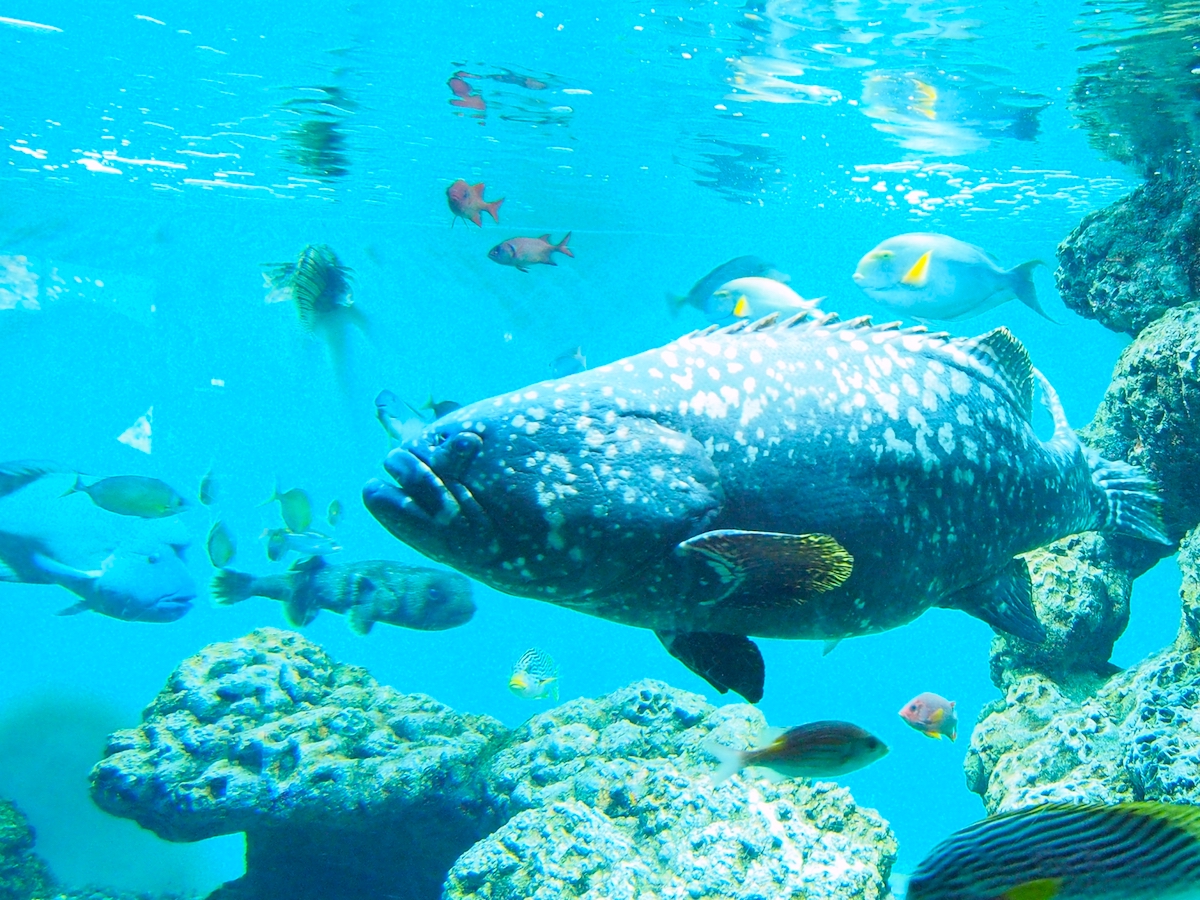 葛西臨海水族園