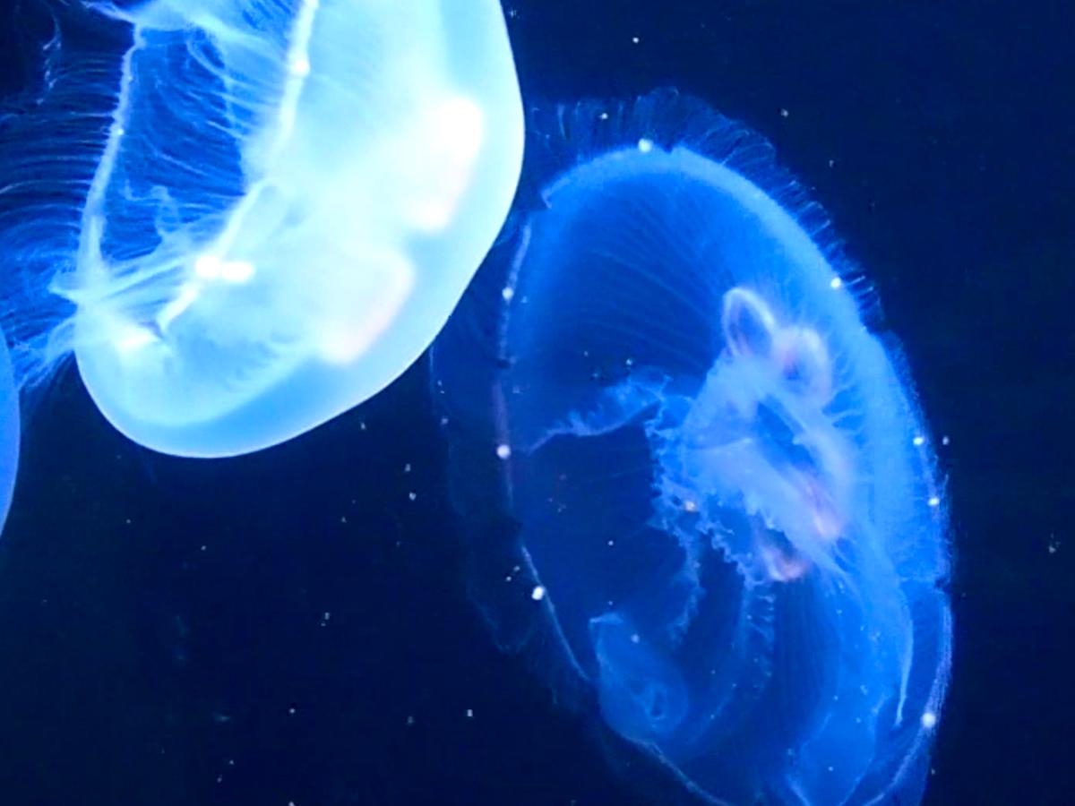 葛西臨海水族園