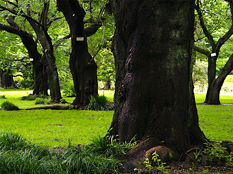 小石川植物園