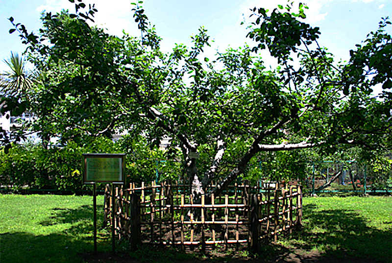 小石川植物園