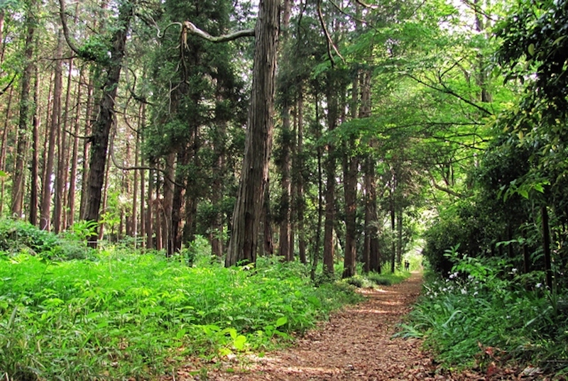 小石川植物園