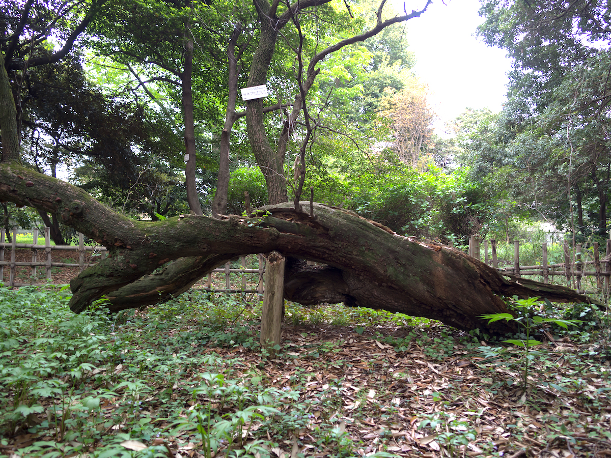 小石川植物園