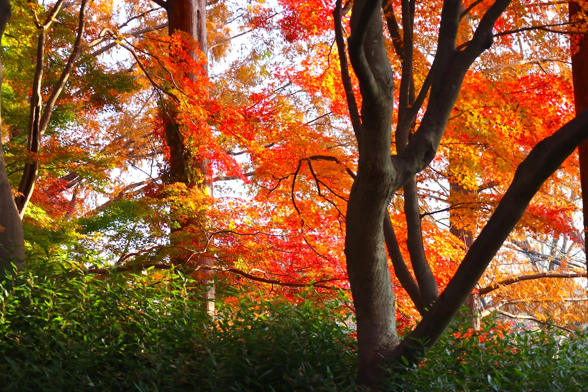 水元公園