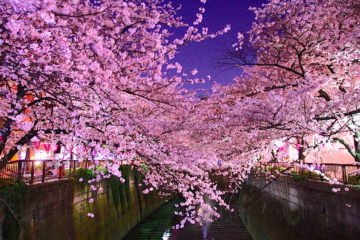 目黒川の桜 | 東京とりっぷ