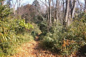 トトロの森 狭山丘陵