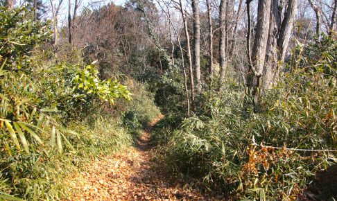 トトロの森 狭山丘陵