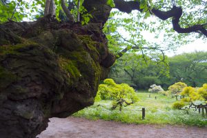 小石川植物園