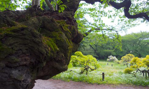 小石川植物園