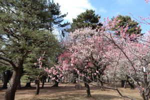 小金井公園うめまつり