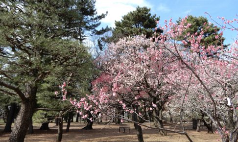 小金井公園うめまつり