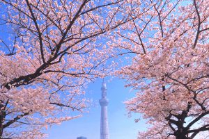 隅田公園桜まつり