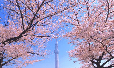 隅田公園桜まつり