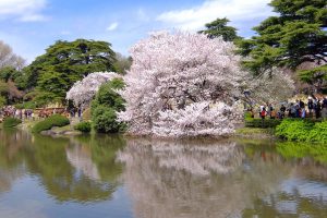 新宿御苑『春の特別開園』