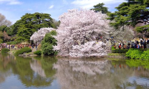 新宿御苑『春の特別開園』