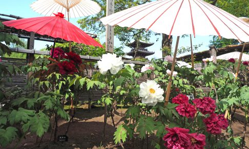 上野東照宮・春のぼたん祭