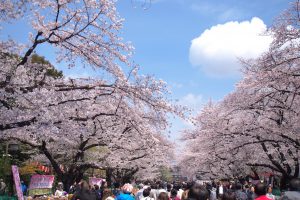 うえの桜まつり