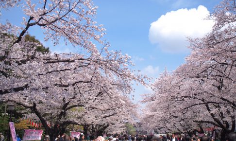 うえの桜まつり