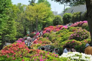 文京つつじまつり