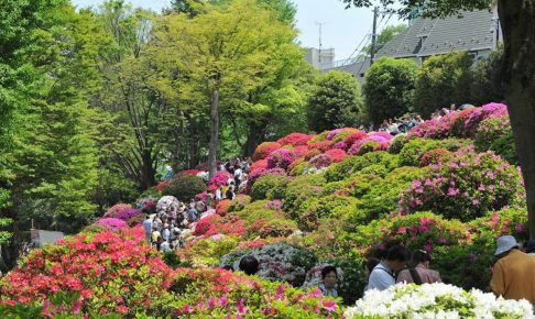 文京つつじまつり