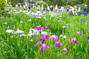 葛飾菖蒲まつり