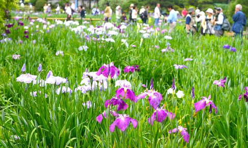 葛飾菖蒲まつり