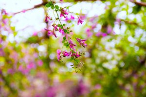 向島百花園『萩まつり』