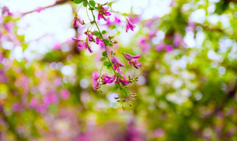 向島百花園『萩まつり』