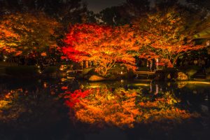 大田黒公園『紅葉ライトアップ』