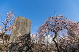 湯島天神『文京梅まつり』