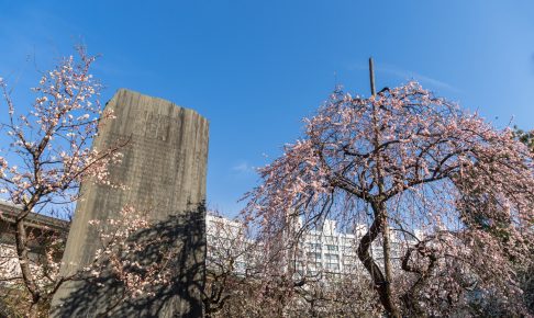 湯島天神『文京梅まつり』