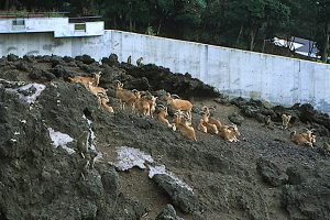 東京都立大島公園