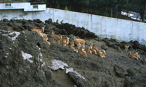 東京都立大島公園