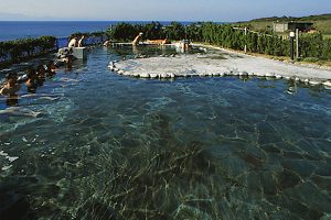 大島温泉 元町浜の湯