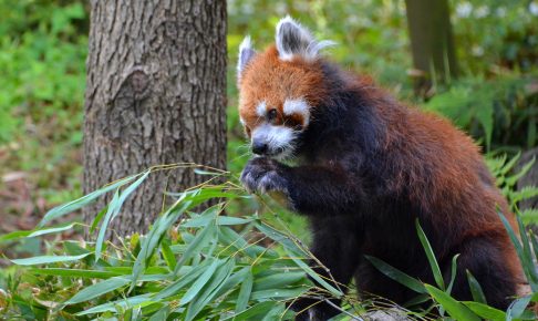 江戸川区自然動物園