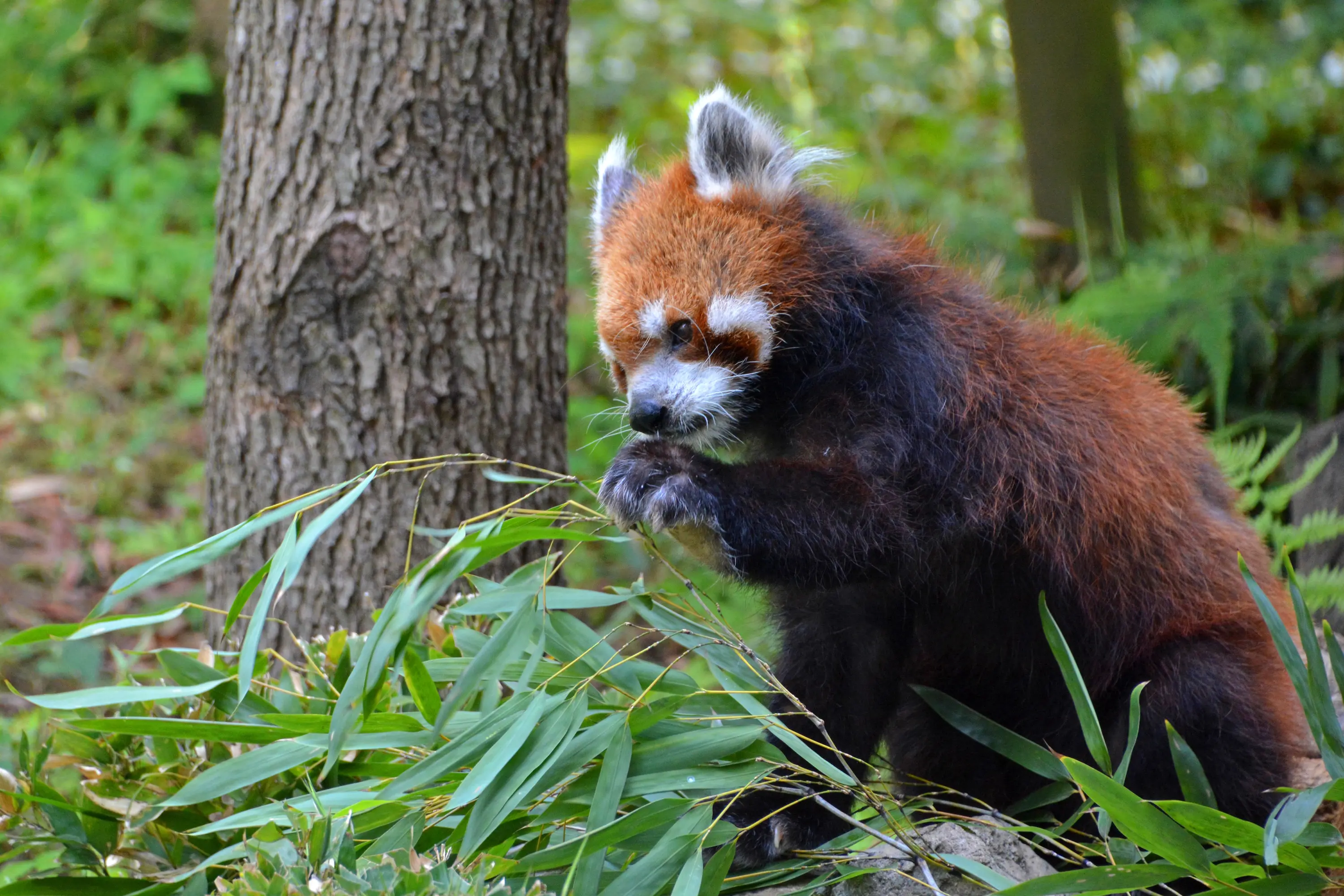 江戸川区自然動物園 東京とりっぷ