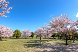 大島小松川公園