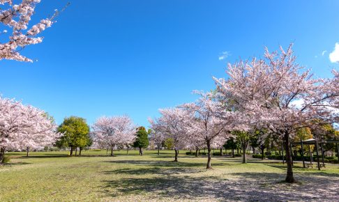 大島小松川公園