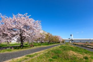 小松川千本桜