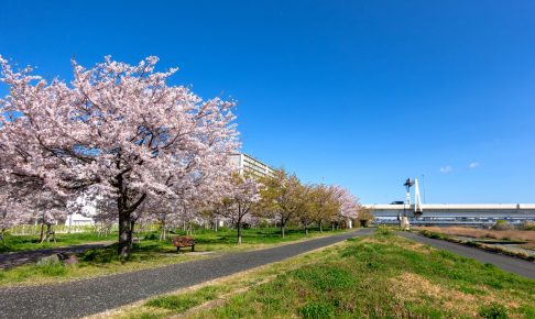 小松川千本桜