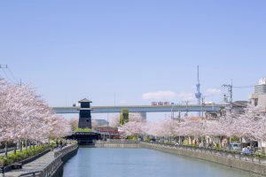 新川千本桜