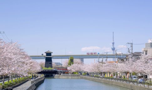 新川千本桜