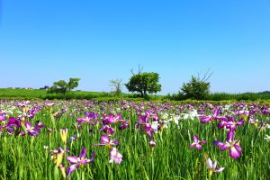 小岩菖蒲園