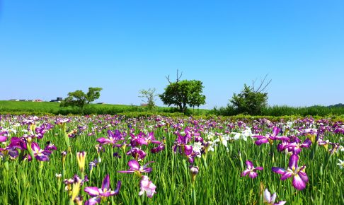 小岩菖蒲園