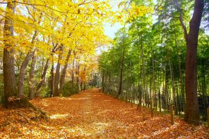 小山田緑地