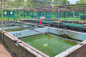 葛飾区金魚展示場